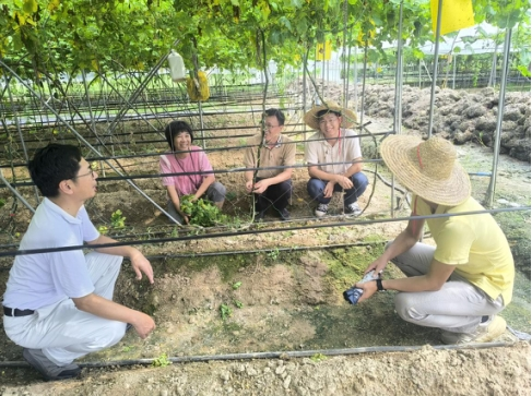 股市配资平台 让大顶苦瓜不“怕热”，穗企研发新技术实现越夏生产